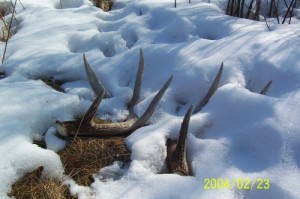 antlers-in-snow